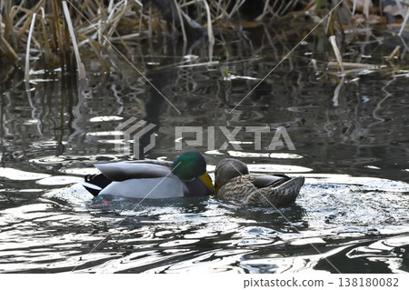 Mallard 138180082