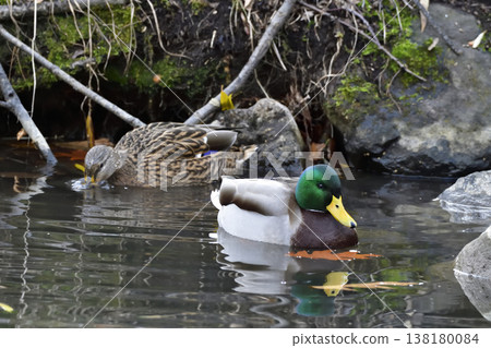 Mallard 138180084