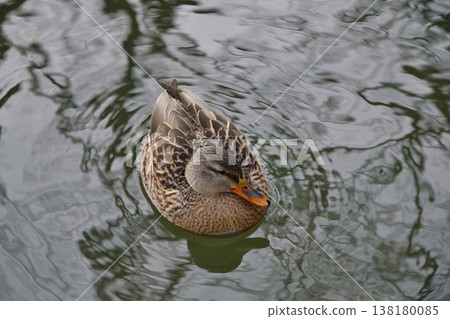 Mallard 138180085