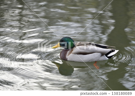 Mallard Mallard 138180089