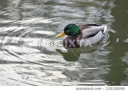 Mallard 138180090