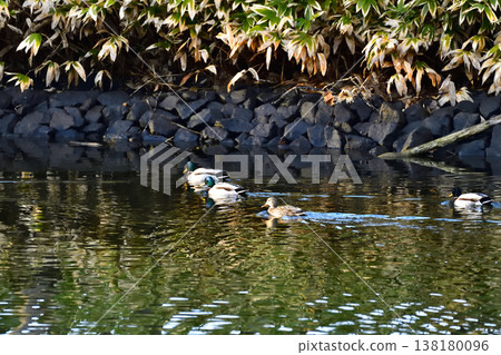 Mallard 138180096