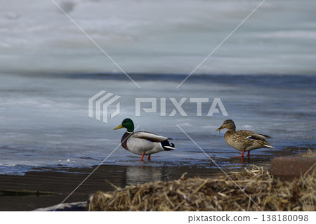 Mallard 138180098