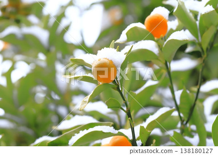 Kumquats covered in snow Kumquats covered in snow 138180127