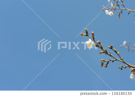 Cherry blossoms just beginning to bloom (copy space) 138180130