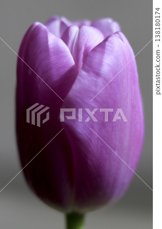 春日陽光下盛開的鬱金香特寫。 138180174