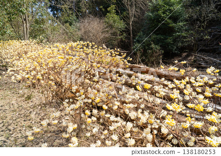 Tennozan Mitsumata Road (Oyamazaki-cho, Otokuni-gun, Kyoto Prefecture) 138180253