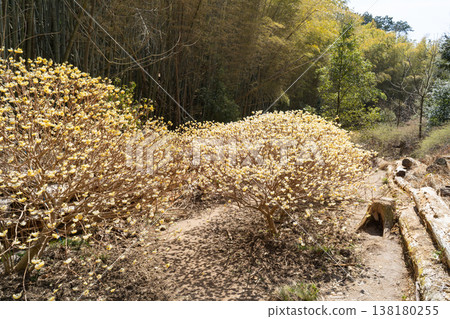 Tennozan Mitsumata Road (Oyamazaki-cho, Otokuni-gun, Kyoto Prefecture) Tennozan Mitsumata Road (Oyamazaki-cho, Otokuni-gun, Kyoto Prefecture) 138180255