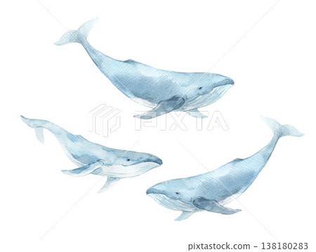 Watercolor Whales Illustration, Blue Ocean Mammals, Marine Life Art on White Background 138180283