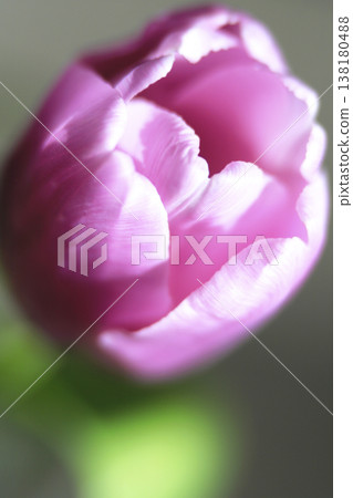 A close-up shot of tulips bathed in spring sunlight. 138180488