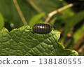 Okandan beetle 138180555