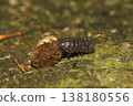 Okandan beetle 138180556