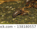 Okandan beetle 138180557