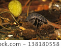 Okandan beetle 138180558