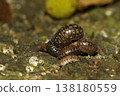 Okandan beetle 138180559