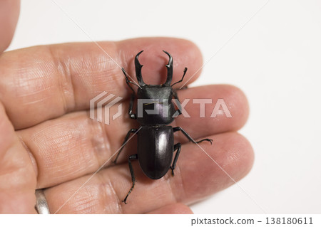 A stag beetle held in the palm of my hand 138180611