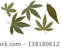 Minimalist botanical set of dried pressed leaves. Trendy herbarium collection on white background inspired by biophilic design and earthy naturecore aesthetic for modern eco-friendly crafts. 138180612