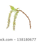 Watercolor illustration of Stachyurus praecox (Japanese saffron flower). 138180677