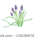 Watercolor illustration of Muscari neglectum 138180678