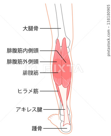 小腿肌肉：腓腸肌、比目魚肌、小腿三頭肌 138180905