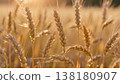 A close-up of golden wheat stalks swaying gently in a sunlit field, shallow depth of field, warm light highlighting individual grains. 138180907