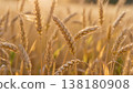 A close-up of golden wheat stalks swaying gently in a sunlit field, shallow depth of field, warm light highlighting individual grains. 138180908