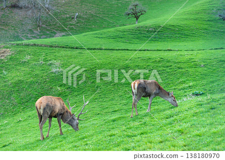 Two wild deer grazing on green mountain hills 138180970