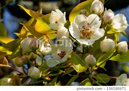 White apple blossoms on tree branch in spring garden 138180971