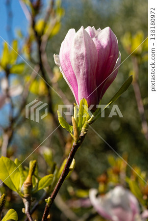 Pink magnolia flower bud blooming against blue sky Pink magnolia flower bud blooming against blue sky 138180972