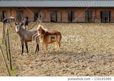 Group of horses standing in sand paddock at ranch 138181060