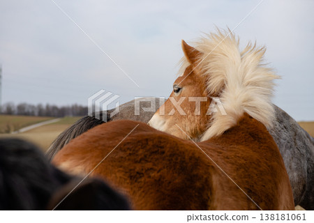 Close up of small pony head in outdoor field Close up of small pony head in outdoor field 138181061