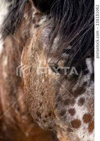 Macro texture of horse hair and skin with spots Macro texture of horse hair and skin with spots 138181062