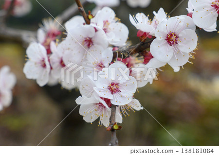 apricot blossom in early spring apricot blossom in early spring 138181084