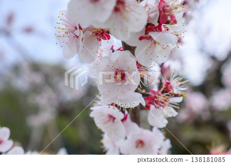 apricot blossom in early spring apricot blossom in early spring 138181085