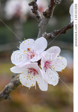 apricot blossom in early spring apricot blossom in early spring 138181086