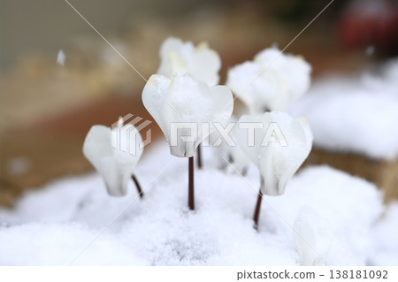 White cyclamen flowers covered in snow White cyclamen flowers covered in snow 138181092