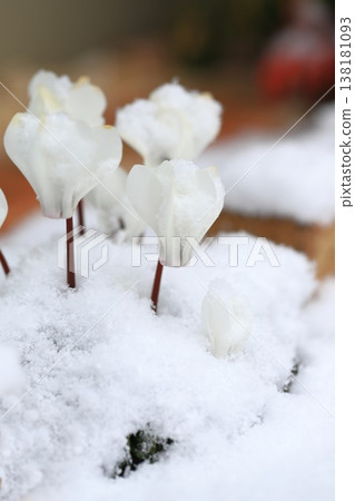 White cyclamen flowers covered in snow White cyclamen flowers covered in snow 138181093