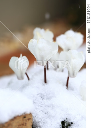 White cyclamen flowers covered in snow White cyclamen flowers covered in snow 138181094