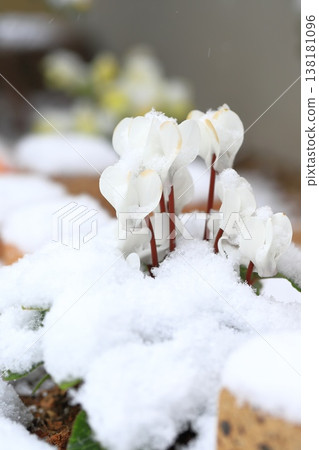 White cyclamen flowers covered in snow White cyclamen flowers covered in snow 138181096