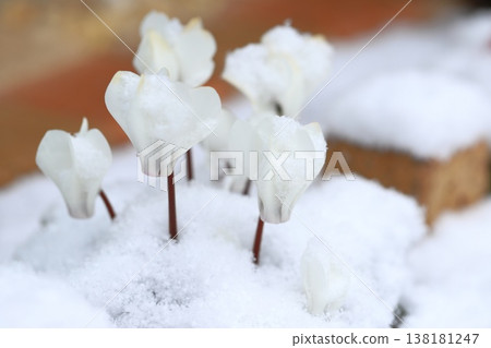 White cyclamen flowers covered in snow 138181247