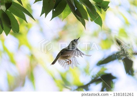 A goldcrest flying in search of food. 138181261