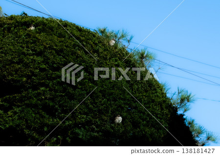 Sparrows perched in the bushes Sparrows perched in the bushes 138181427