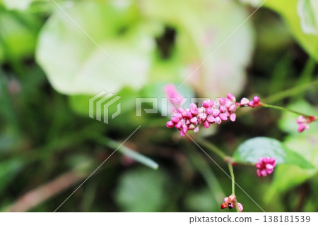Pink flowers of Polygonum longisetum 138181539