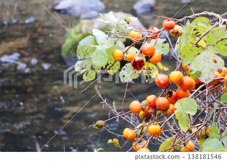 河邊生長著野生柿子樹 138181546