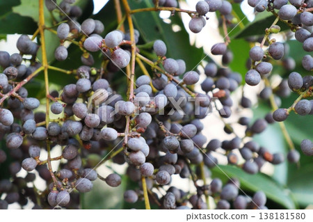 The round, purple berries of the Chinese privet The round, purple berries of the Chinese privet 138181580