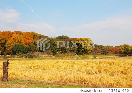 岡山縣總社市備中國分寺的秋景 138181610