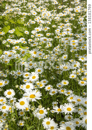 Blooming daisies in the lazy, warm sun Blooming daisies in the lazy, warm sun 138181769