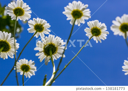 Blooming daisies against a blue summer sky Blooming daisies against a blue summer sky 138181773