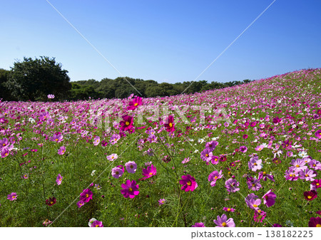 A field of cosmos flowers at a seaside park in Ibaraki Prefecture. The flowers, in varying shades of pink, are strikingly beautiful against the clear autumn sky. A field of cosmos flowers at a seaside park in Ibaraki Prefecture. The flowers, in varying shades of pink, are strikingly beautiful against the clear autumn sky. 138182225