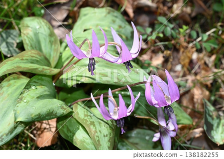 A photo of a dogtooth violet flower taken in Ogushi, Yoshii-cho, Takasaki City. A photo of a dogtooth violet flower taken in Ogushi, Yoshii-cho, Takasaki City. 138182255